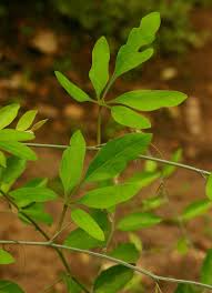 Image result for Adenia digitata