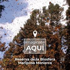 Reserva De La Biosfera Mariposa Monarca Comision Nacional De Areas Naturales Protegidas Gobierno Gob Mx