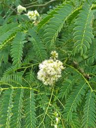 Image result for Otholobium foliosum