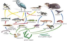 Panjang rantai makanan tergantung pada jumlah organisme. Kumpulan Berbagai Gambar Rantai Makanan