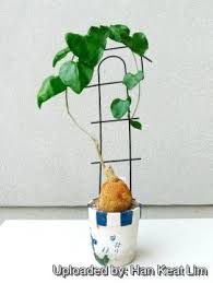 Image result for Pyrenacantha kirkii