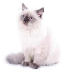 There are many different types of siamese cats such as traditional, classic, modern and mixed. The Felines From Thailand Siamese Cat Types And Related Facts Cat Appy