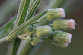 Image result for Erigeron sumatrensis