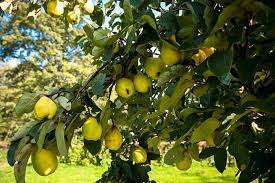 Maybe you would like to learn more about one of these? Quince Trees For Sale Uk All You Need To Know About Cydonia Oblonga