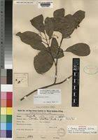 Image result for Cordia goetzei