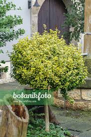 Image result for Euonymus fortunei