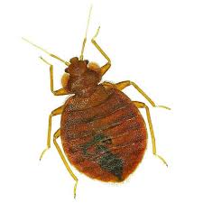 What's one sure sign of bed bugs? Bed Bug Control Prevention Mn S Leading Bed Bug Experts