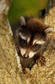 1 biography 2 personality 3 appearance 4 quartzion the crystal queen 5 abilities 6 episode appearances 6.1 major appearances 6.2 minor appearances 6.3 mentioned 7 relationships 8 quotes 9 trivia 10. Raccoon With Cotton Candy Shefalitayal
