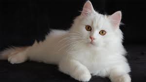 Dengan bulu yang lebih panjang dibanding kucing anggora, dan kaki yang lebih pendek. 12 Perbedaan Kucing Persia Dan Kucing Anggora Beneran
