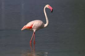 flamingo bas asagi temel besin kaynagi olan spirulina algiyle beslenebilmek icin kafasini cevirir oyle ki alt gagasi ustte kalir flamingo goller spirulina
