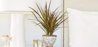Maybe you would like to learn more about one of these? Madagascar Dragon Tree Costa Farms