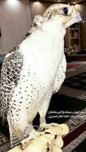 snapchat jojo ali3i tele xj0 8 in 2021 cover photo quotes music logo cover photos