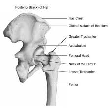 Most modern anatomists define 17 of these muscles, although some additional muscles may sometimes be considered. Hip Anatomy Pictures Function Problems Treatment