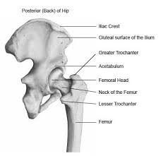 Hip muscles diagram labeled : Hip Anatomy Pictures Function Problems Treatment