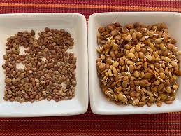 Image result for Macrotyloma uniflorum