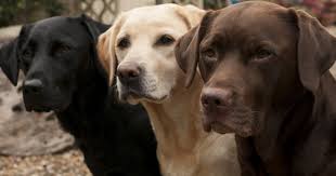Labrottie (labrador retriever & rottweiler mix). Rottweiler And Labrador Crossbreed The Labrottie