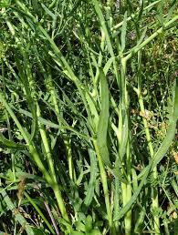 Image result for Culcasia falcifolia