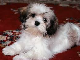 The Snug Is Now A Part Of Real Simple Havanese Puppies Havanese Dogs Lhasa Apso Puppies