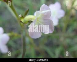 Image result for Cycnium