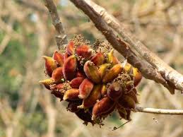 Image result for Sterculia tragacantha