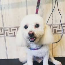 Clínica veterinaria Manada Sur