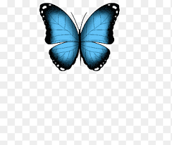 Are you searching for butterfly png images or vector? Brush Footed Butterflies Butterfly Gif Menelaus Blue Morpho Butterfly Brush Footed Butterfly Pin Png Pngegg