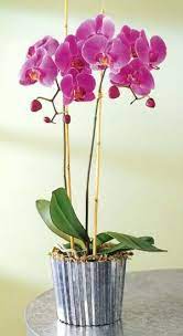 Pin On Flora