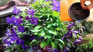 Check spelling or type a new query. How To Grow Clematis From Seeds Youtube