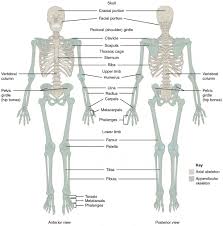 .back body bodybuilding bursa buttocks chart deltoid elbow fitness gluteus gluteus maximus gracilis health healthy human human anatomy 3d isolated on white joint label latissimus dorsi ligament lower back muscles. Divisions Of The Skeletal System Anatomy And Physiology I