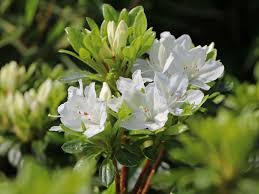 Azaleas /əˈzeɪliə/ are flowering shrubs in the genus rhododendron, particularly the former sections tsutsuji (evergreen) and pentanthera (deciduous). Japanische Azalee Kermesina Alba Rhododendron Obtusum Kermesina Alba Baumschule Horstmann