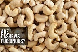 Maybe you would like to learn more about one of these? Are Cashews Poisonous Toxic Truth About Cashew Poison Paktales