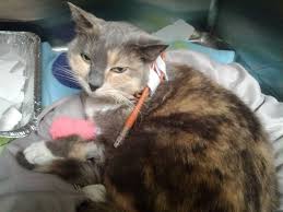 The majority of liver cancer occurs when cancer of the spleen symptoms may vary depending on if the tumor is benign or malignant and if the tumor has metastasized from another primary cancer in the cat's body. Treatment Of Hepatic Lipidosis In Cats Clinical Nutrition Service At Cummings School