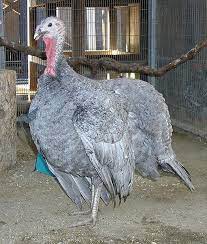 The Blue Slate Turkey Is A Breed Of Domestic Turkey Known For The Slate Gray Color Of Its Plumage Although It Is Very Rare You Animals Animals And Pets Pets