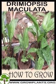 Image result for Drimiopsis