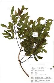 Image result for Albizia glaberrima