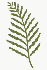 Green Botanical Leaf Transparent Png Free Image By Rawpixel Com Noon Flower Illustration Leaf Images Leaves Illustration