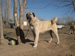 Kangal Dog Kangal Dog Dog Breeder Every Dog Breed