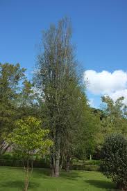 Image result for Quillaja saponaria