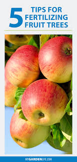 Fruit trees should be fertilized with a nitrogen rich fertilizer applied first in early spring. 5 Tips For Fertilizing Fruit Trees My Garden Life Fertilizing Fruit Trees Fruit Trees Outdoor Plants