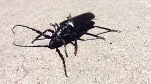 November 11, 2009 at 5:52 am Large Flying Bug With Pinchers Shefalitayal