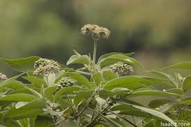 Image result for Isachne mauritiana