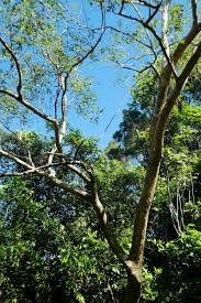 Image result for Albizia procera
