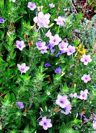 Image result for Vandellia humilis