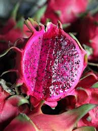 Tangy Dragon Fruit Hylocereus Polyrhizu Sweet Pink Dragon Big 7 Deep Plug Pink Dragon Fruit Dragon Fruit Red Dragon Fruit