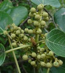 Image result for Macaranga mellifera