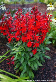 Image result for foto Lobelka