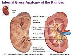 Kidney Anatomy Real Bing Images Kidney Anatomy Gross Anatomy Medical Anatomy