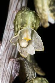 Image result for Gastrodia ballii