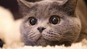 What Does It Mean When Your Cats Eyes Are Dilated