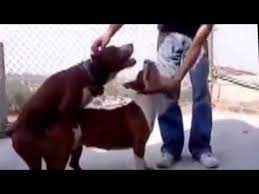 Find professional animal breeding videos and stock footage available for license in film, television, advertising and corporate uses. New Animal Mating Video Compilation Dogs Mating Dogs Breeding Animal Breeding Hd Dog Breeds Animals Mating Animals